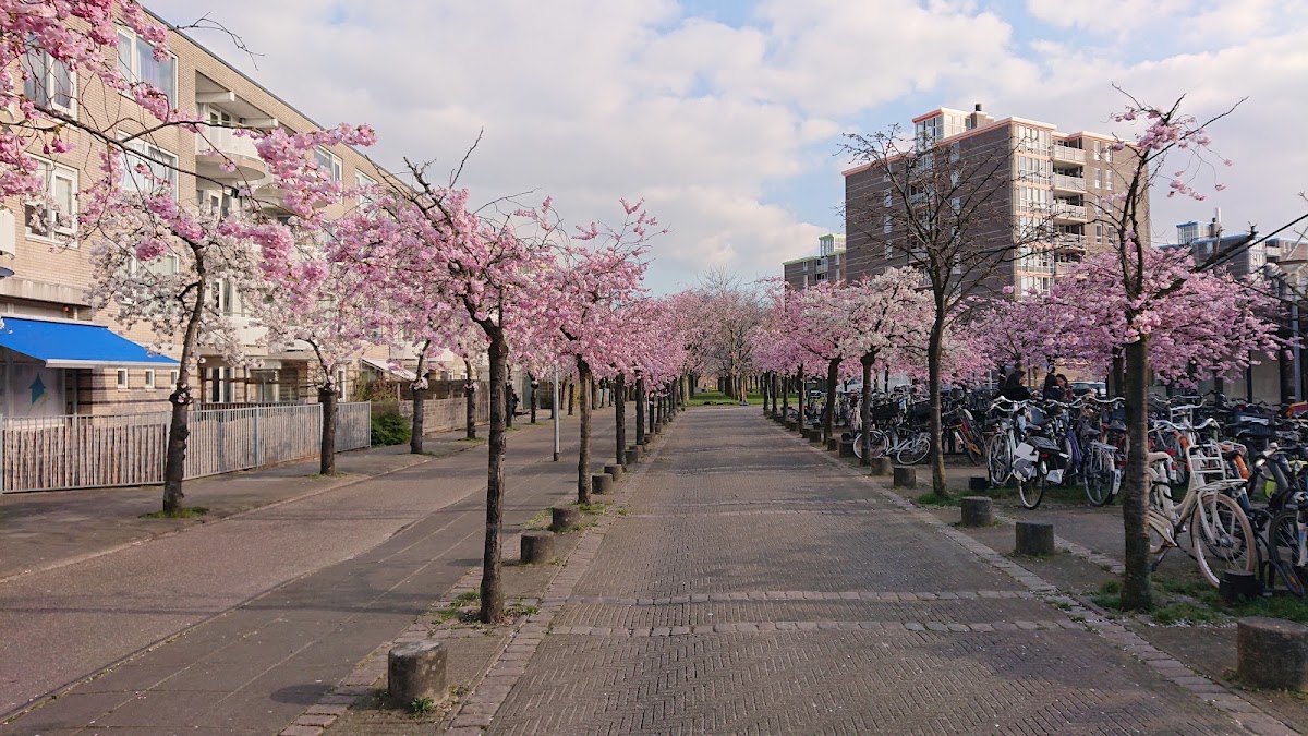 Almere — Roze bloeiende bomen langs fietspad en gebouwen