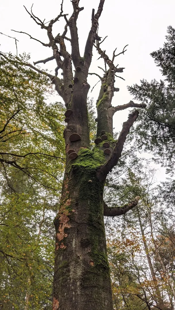 Karwei Rhenen Elst — foto 8