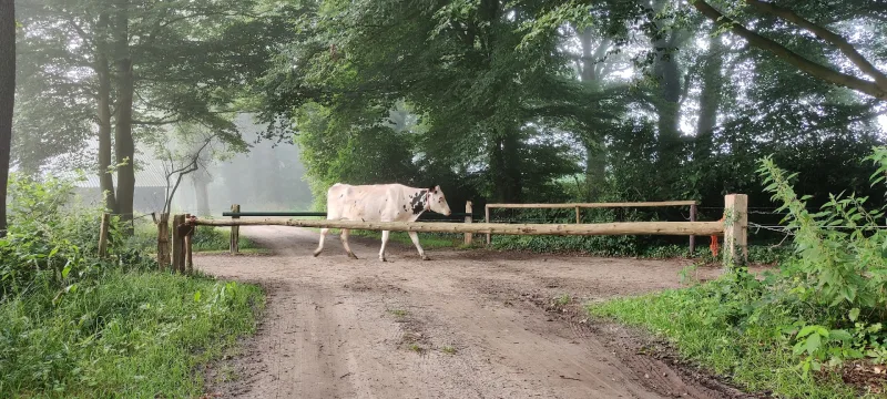 Ommen