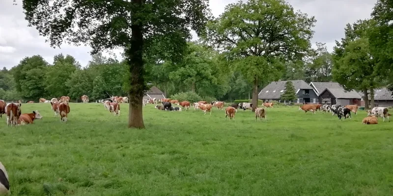 Ommen — foto 3