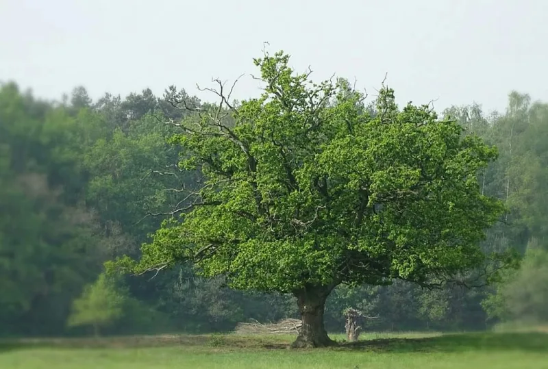 Ommen — foto 5