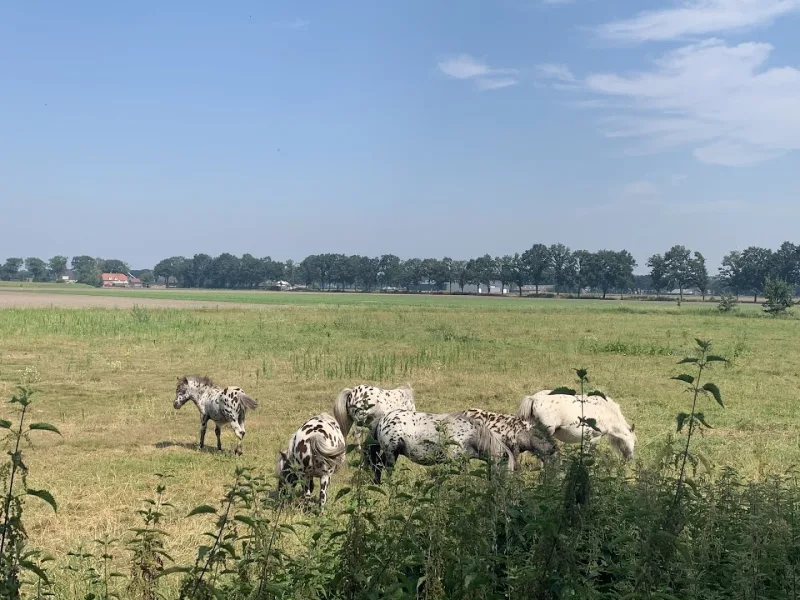 Someren Asten — foto 7