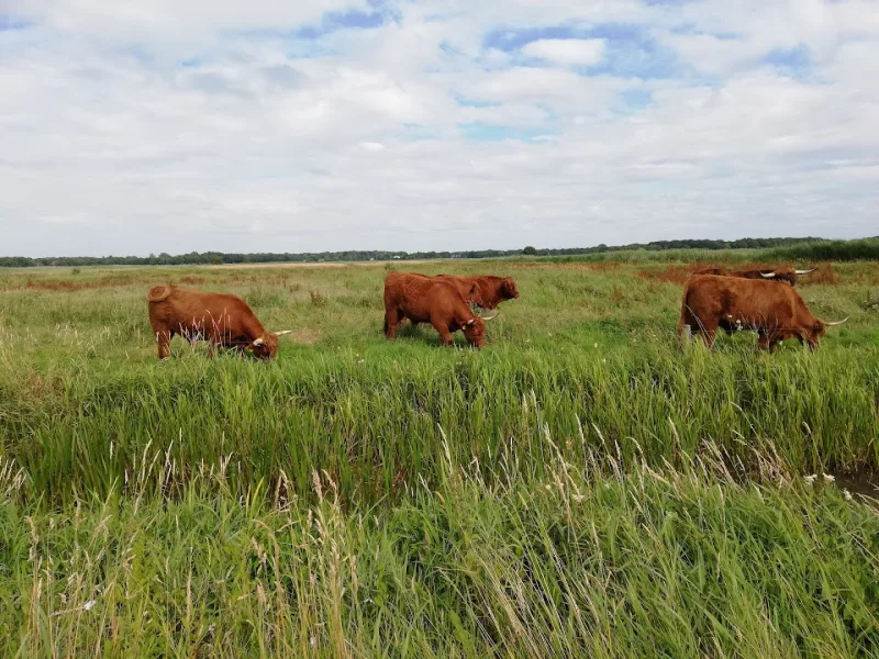 Groningen Peizerweg — foto 5