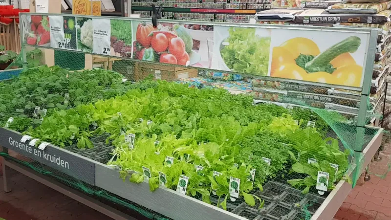 Groningen Damsterdiep: Megastore & tuincentrum — foto 8
