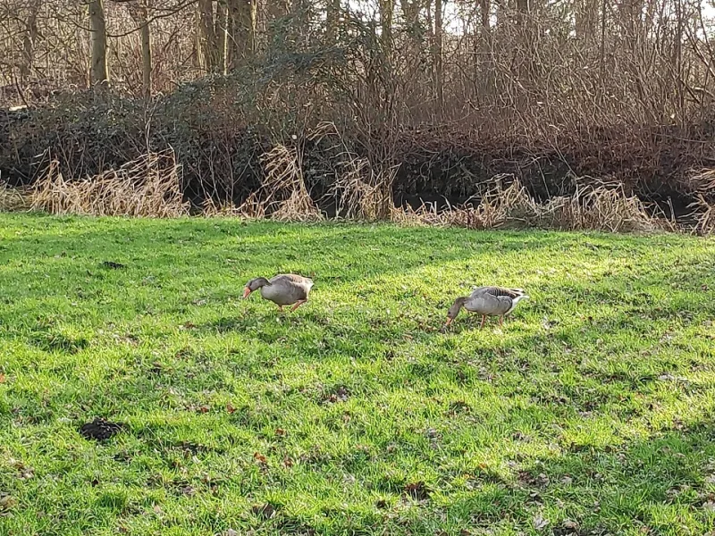 Hilversum — foto 5