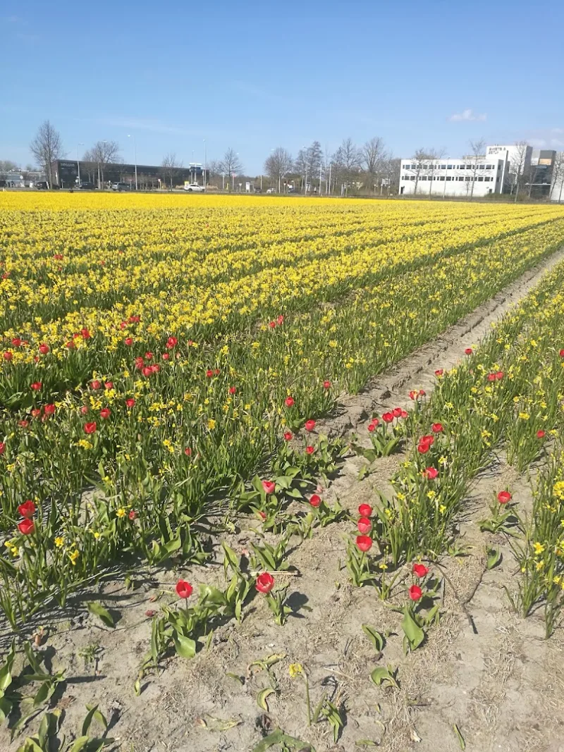 Noordwijk