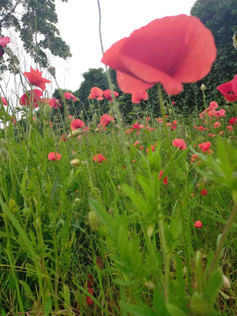 Tilburg Reeshof