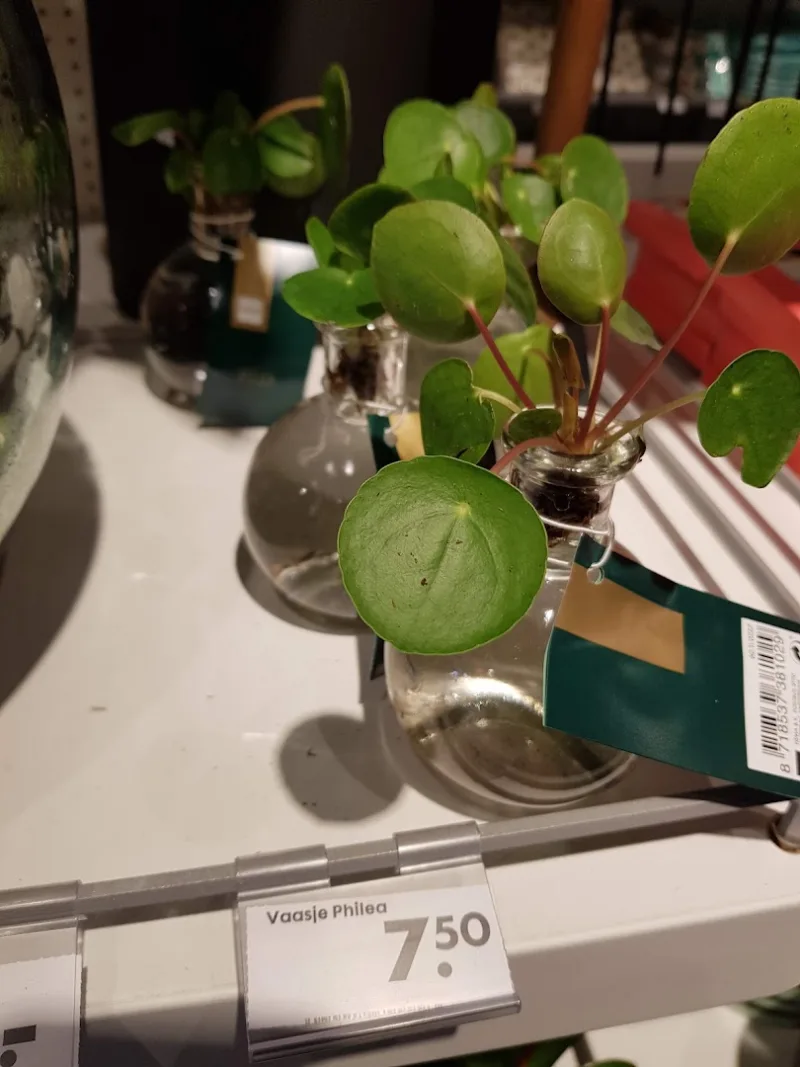 HEMA Laren — foto 8