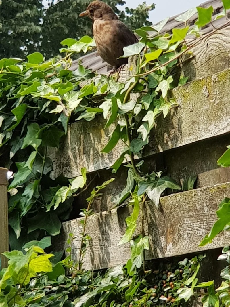 Wijchen — foto 7